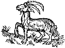 Capricornus