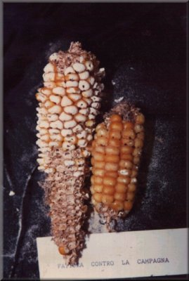 Pannocchia