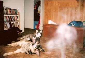 Il Fantasma del Cane - Dettaglio
