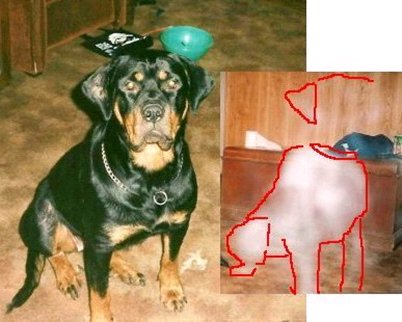 Il Fantasma del Cane - La Prova che gli Animali hanno un'Anima