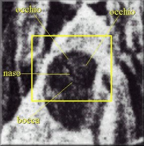 Larva Regale - 5