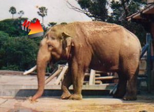 Spettri - l'elefante