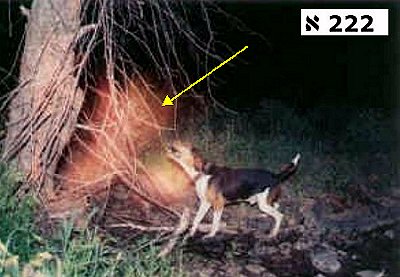 Una Larva Astrale aggredisce un Cane