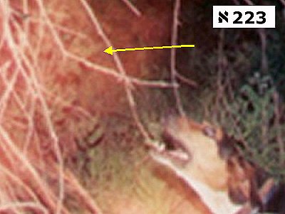 Una Larva Astrale aggredisce un Cane - Dettaglio