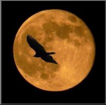 Luna piena e corvo - Magia Nera
